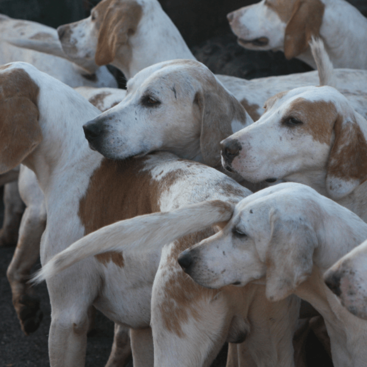 Imagen de Proyecto de nave agricola para la guarda o cría de perros