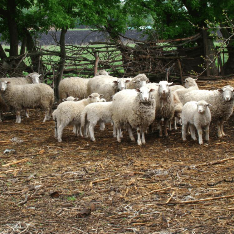 Imagen de Plan de mantenimiento para unas instalaciones de ganado de ovino