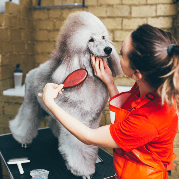 Imagen de Memoria descriptiva para la actividad de una peluquería canina