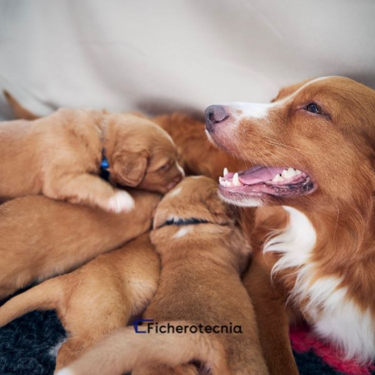 Imagen de Proyecto de nave agricola para la guarda o cría de perros
