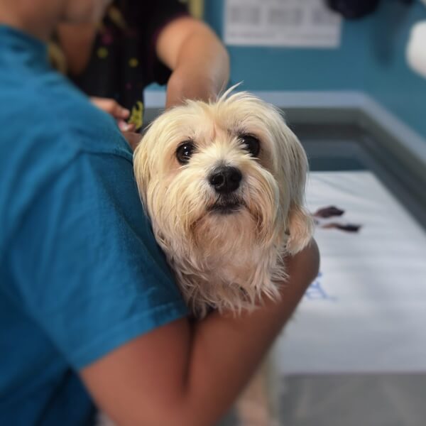 Proyecto de apertura de una clínica veterinaria