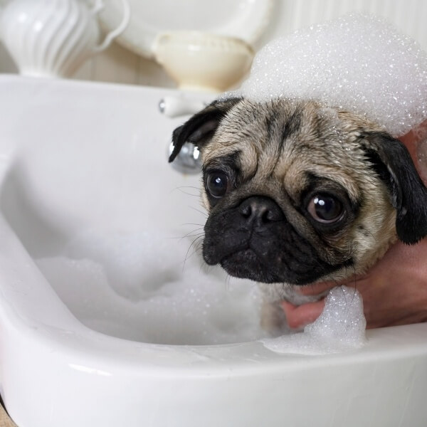 Proyecto de apertura peluquería canina con autolavado